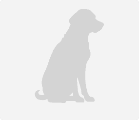 Germanischer Bärenhund's Profile Pic