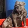 Welpen von Edelbulls profile