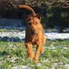 Irish Terrier Zucht aus Leidenschaft profile