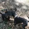 Rottweiler von der Strahlenburg  profile