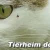 Tierheim Roth Logo