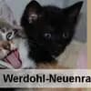 Tierauffangstation des Tierschutzverein Werdohl-Neuenrade e.V. Logo