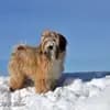 "Tingsha"  Tibet Terrier von Unterfranken profile