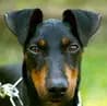 Manchester Terrier von der Spree profile