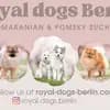 Royal dogs Berlin  profile