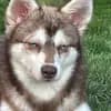 Alaskan Klee Kai at Aurora profile