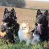 Kleinspitze v. d  Schüpfer Zwergen und Langhaar Schäferhunde von den Schüpfer Hexen profile