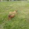Kennel: RRR of Mombasa1 Reinrassige-Rhodesian-Ridgeback.Farm profile