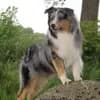 Kennel Von Pfotenstolz profile