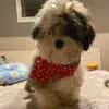lovly little dog profile
