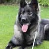 Hundezucht of Mystery Grey  profile