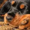 Gordon Setter profile