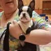 Beutler's Boston Terrier profile