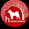 Shiba Inu vom hundecampus profile