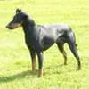 Manchester Terrier "vom Trajan" profile