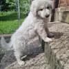 Kuvasz "von den großen Strolchen" profile