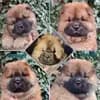 Chow-Chow Zucht Pei Ni profile