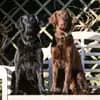 Flat Coated Retriever von Equinox profile
