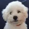 Bichon Frise Zucht  "Dream Teddy's" profile