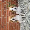 "Beagle vom Ostenfeld" profile