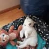 Shiba Inu Zucht aus Nippon's Reich profile
