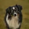 Von den golden aussies profile