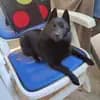 Black Star Schipperkes  profile