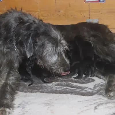 Galerie-Bild von Dahmraks Irish Wolfhounds in Bayern, mit Eindrücken unserer Irish Wolfhound-Zucht.