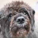 Foto der Rasse Bouvier des Flandres
