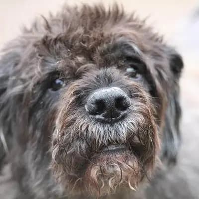 Bouvier des Flandres – Hunderasse