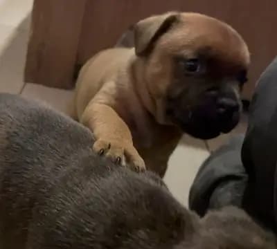 Galerie-Bild von MeinHeart Staff’s  in Sachsen, mit Eindrücken unserer Staffordshire Bull Terrier-Zucht.