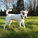 Foto der Rasse Parson Russell Terrier