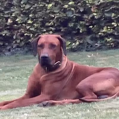 Foto von Léa, einem Magyar Vizsla-Elternhund in Wallonische Region.