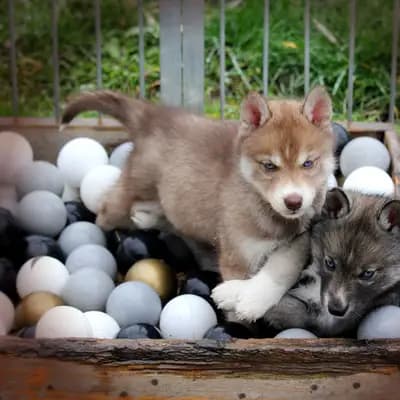 Galerie-Bild von Huskykennel of Snow Wolf Valley in Bayern, mit Eindrücken unserer Siberian Husky-Zucht.