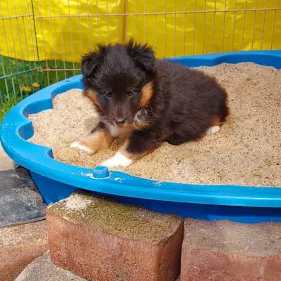 Bild aus Shelties von Little Insa  in Brandenburg, wo unsere Shetland Sheepdog-Hunde in einer liebevollen Umgebung aufwachsen.