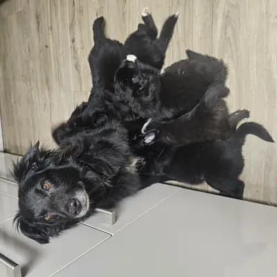 Bild aus Robert Muttenhammer  in Bayern, wo unsere Australian Shepherd-Hunde in einer liebevollen Umgebung aufwachsen.