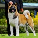 Foto der Rasse Amerikanischer Akita