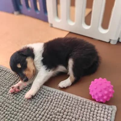 Bub 3 – Collie (Langhaar) Welpe, Hamburg, 由...饲养 Nordic Lassies