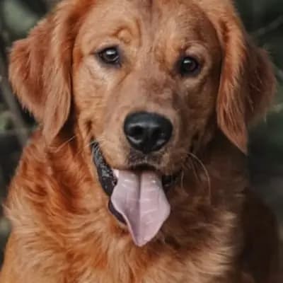 A-Wurf – 金毛猎犬 Wurf, Bayern, 由...饲养 von der Mountainfielder Dog-Ranch