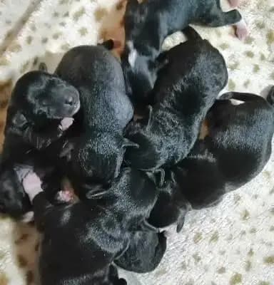 Bild aus The Bushwalker  in Niedersachsen, wo unsere Bedlington Terrier-Hunde in einer liebevollen Umgebung aufwachsen.