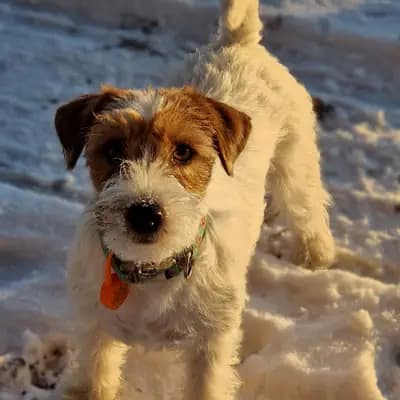 L-Wurf anstatt X – 杰克罗素梗 Wurf, Schleswig-Holstein, 由...饲养 Jack Russell Terrier von der Bramau 
