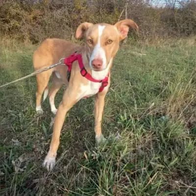 Dingo