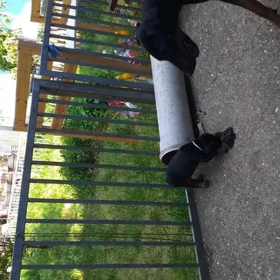Bild aus Von der Sickingerburg in Rheinland-Pfalz, wo unsere Dobermann-Hunde in einer liebevollen Umgebung aufwachsen.