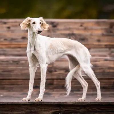 Saluki, persischer Windhund, Wurfankündigung – Saluki Welpe, Nordrhein-Westfalen, Raised by Del'Neshin