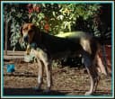Foto der Rasse Bluetick Coonhound