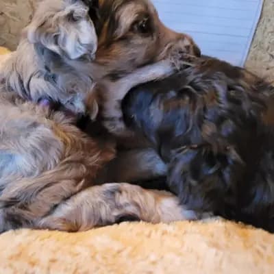 Galerie-Bild von von den Keksdieben in Baden-Württemberg, mit Eindrücken unserer Bergamasker Hirtenhund-Zucht.