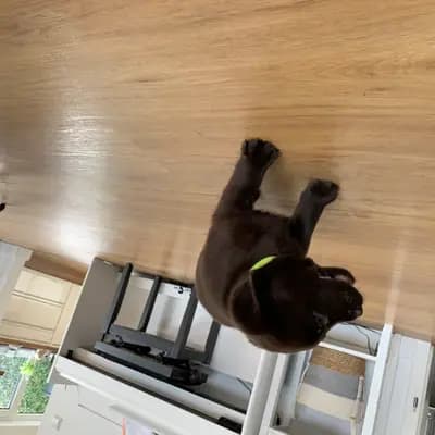 Bild aus Labrador vom Bärengraben in Baden-Württemberg, wo unsere Labrador Retriever-Hunde in einer liebevollen Umgebung aufwachsen.