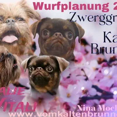 Foto des X-Wurf von Brüsseler Griffon in vom Kalten Brunnen, aufgenommen in Bayern.