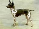 Foto der Rasse American Hairless Terrier