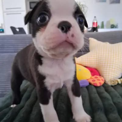Anni – Boston Terrier Welpe, Nordrhein-Westfalen, 由...饲养 Von den Manchester Hexen